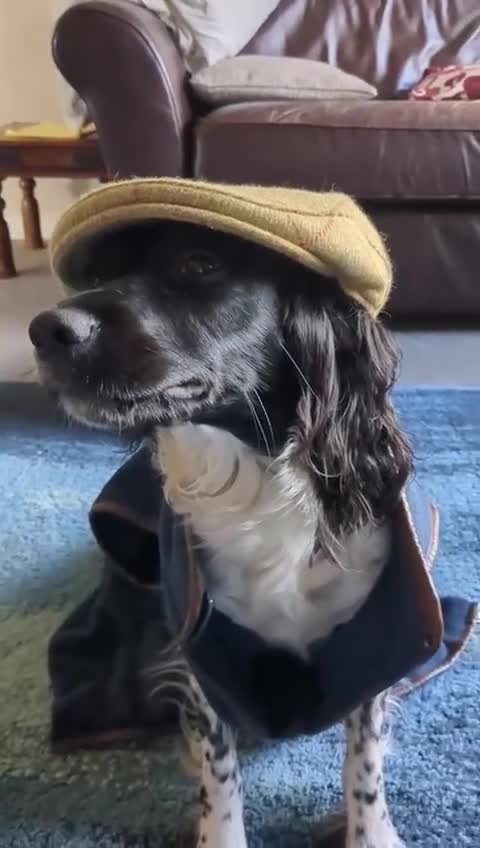 English Springer Spaniel dogs for sale: KC registered springer pups - Video 1