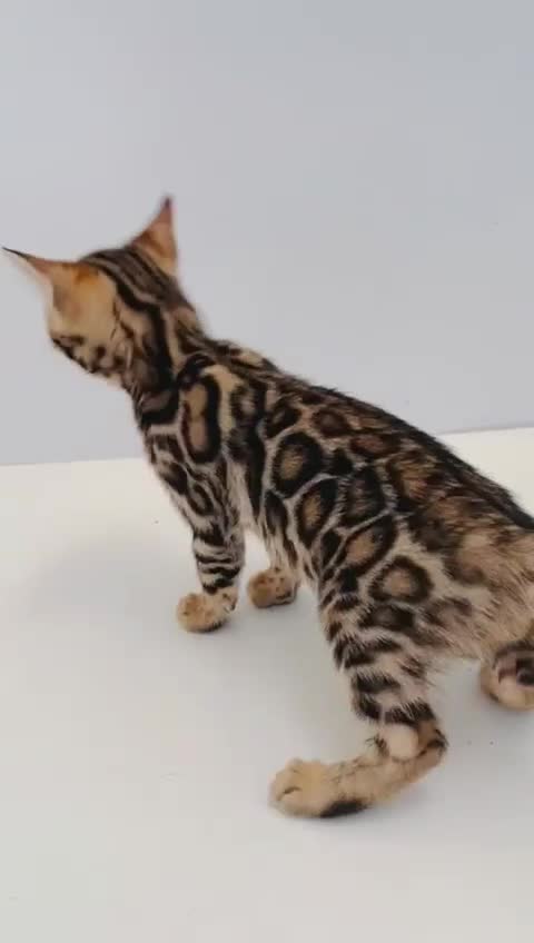 Bengal cats for sale: Brown rosetted male bengal kittens, TICA reg - Video 1