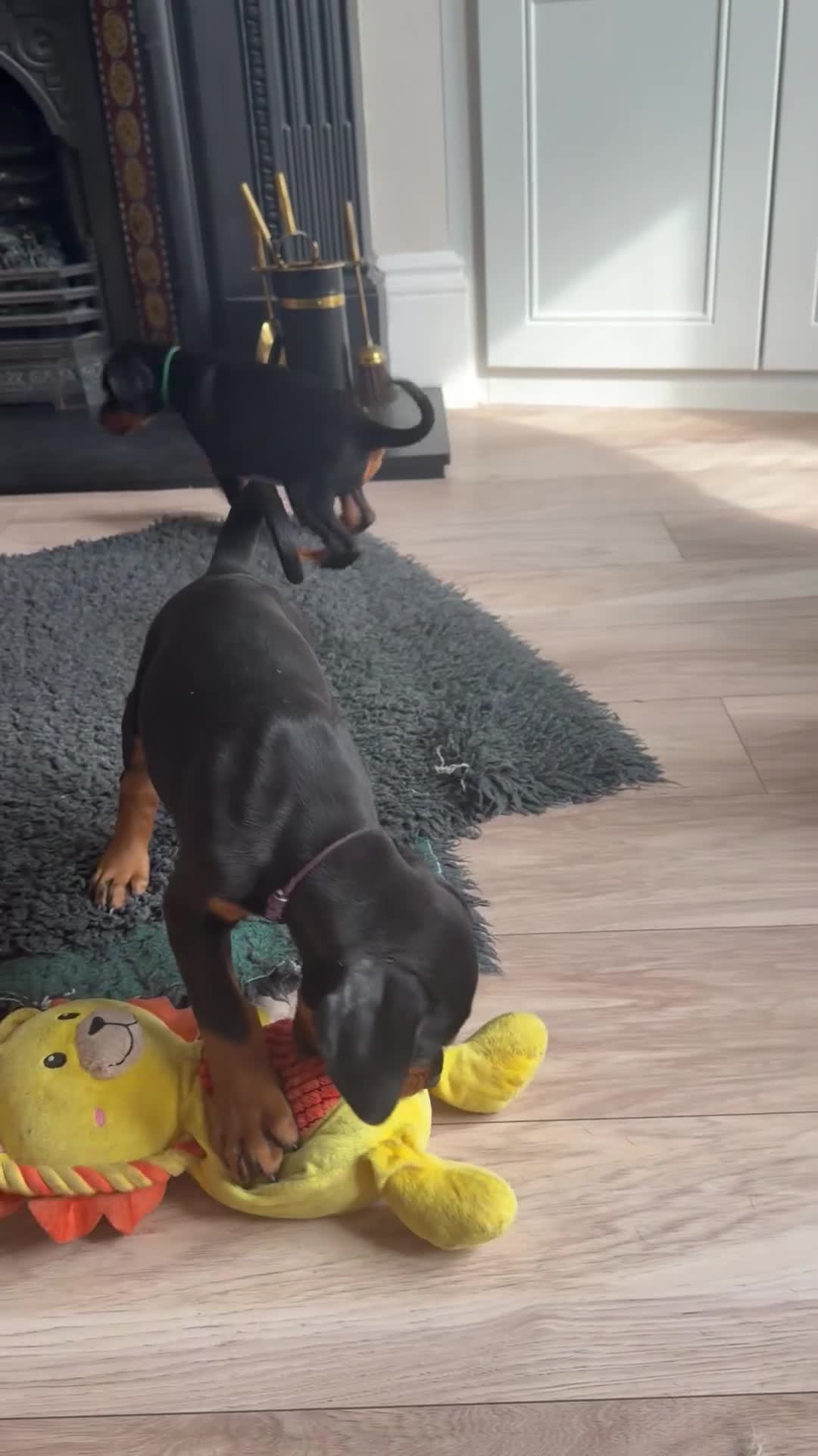Dobermann dogs for sale: Ready now 1 girl Doberman puppy - Video 2