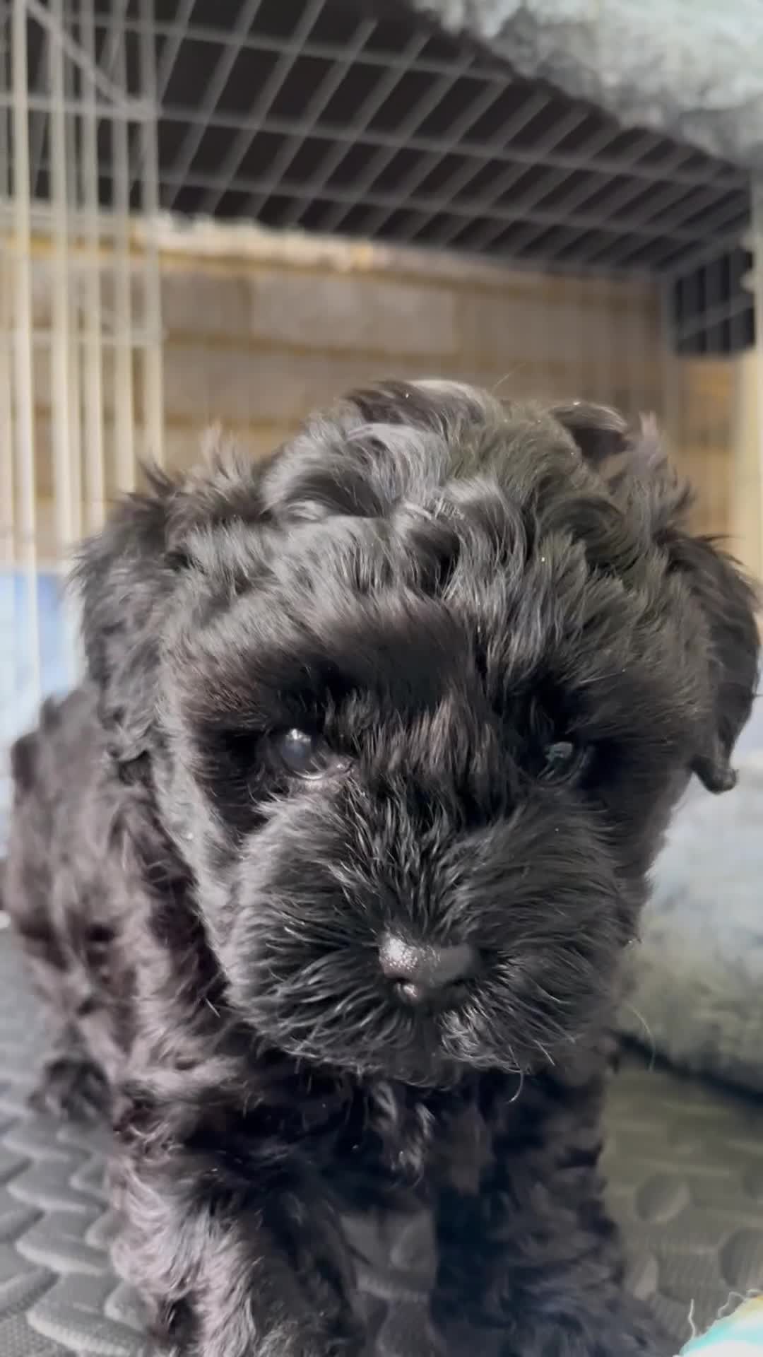 Yorkiepoo dogs for sale: Beautiful Toy Yorkiepoo Puppies Ready from 8th May in Harrow - Video 1