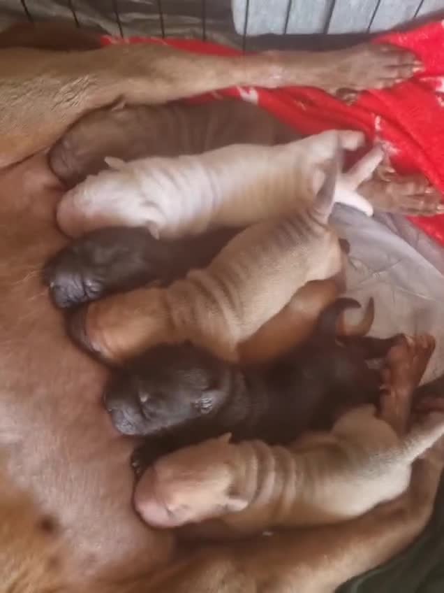 Shar Pei dogs for sale: 7 beautiful shar pei pups  - Video 1