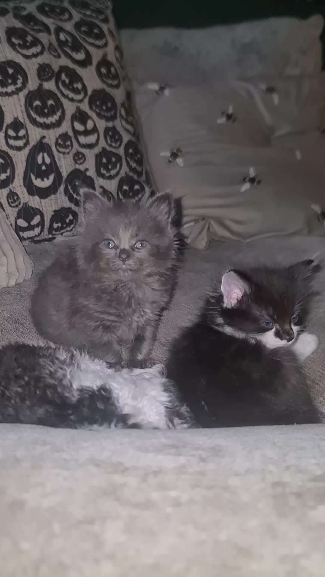 Mixed Breed cats for sale: Fabulous trio  - Video 1