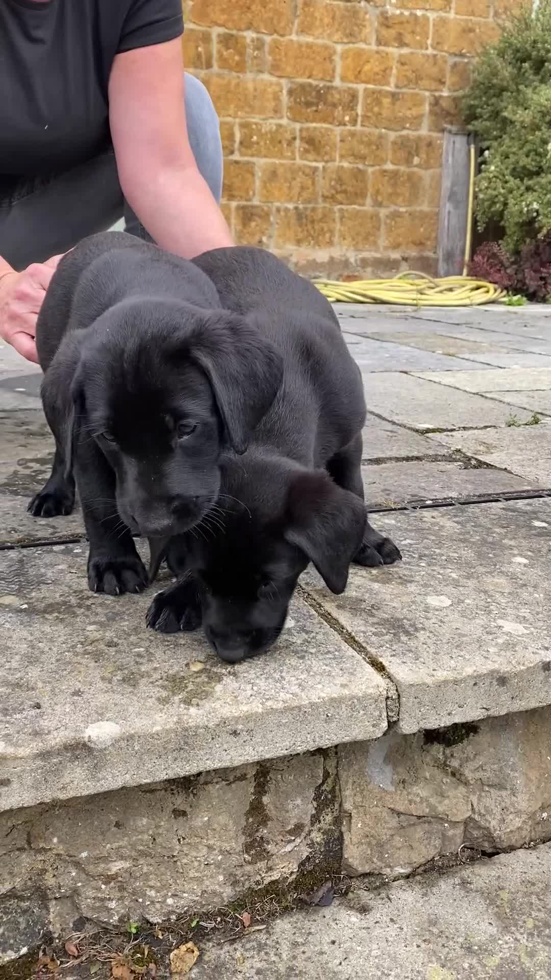 Labrador Retriever dogs for sale: 2 working black labrador puppies KC Registered  in Beaminster - Video 1