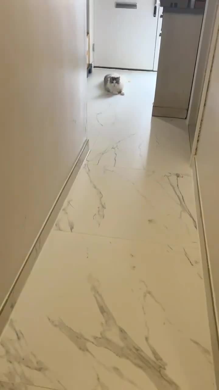 Ragdoll cats for sale: retaired King looking for a new home - Video 1