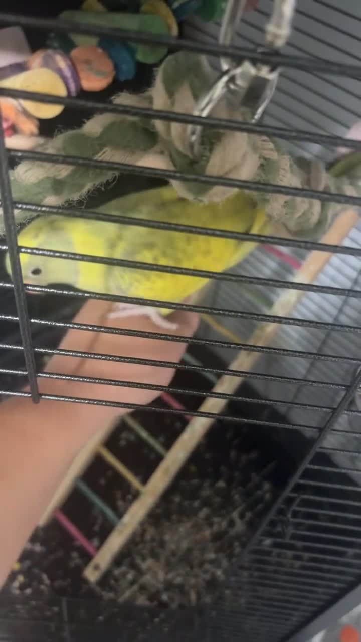 Ringnecks birds for sale: Pied Indian ringneck  - Video 1