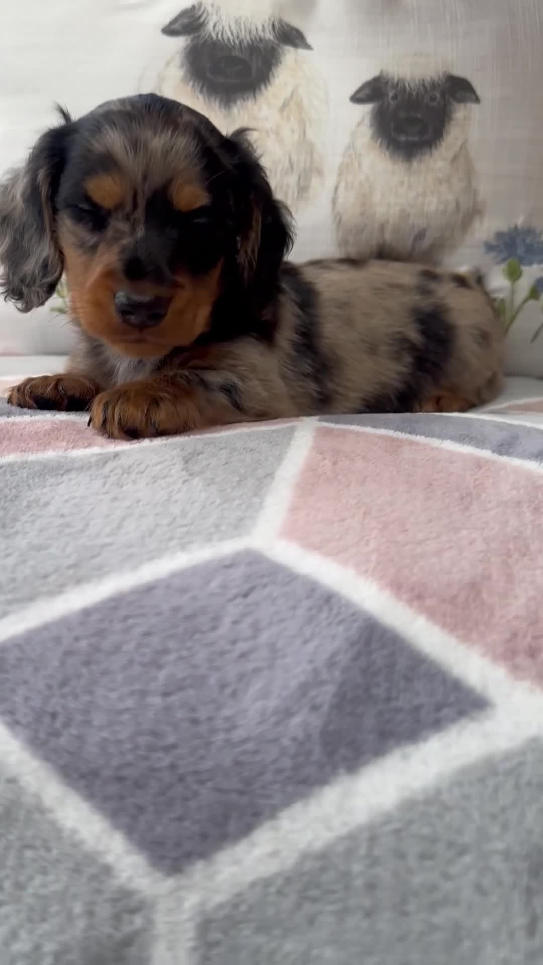 Miniature Dachshund dogs for sale: Miniature Long haired Daschund’s 🐶 - Video 1