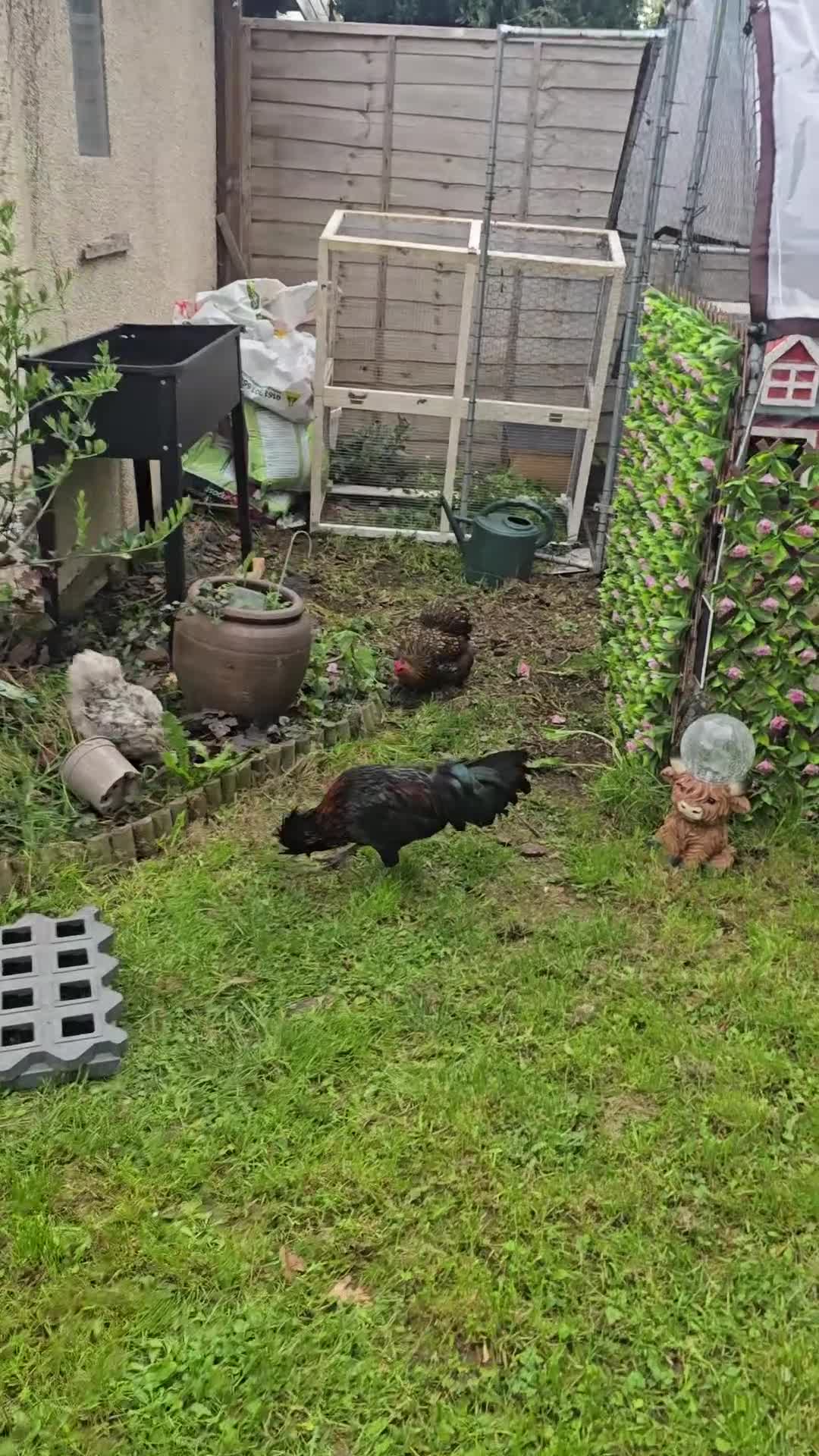 Chickens poultry for sale: Polish Rooster - Video 1