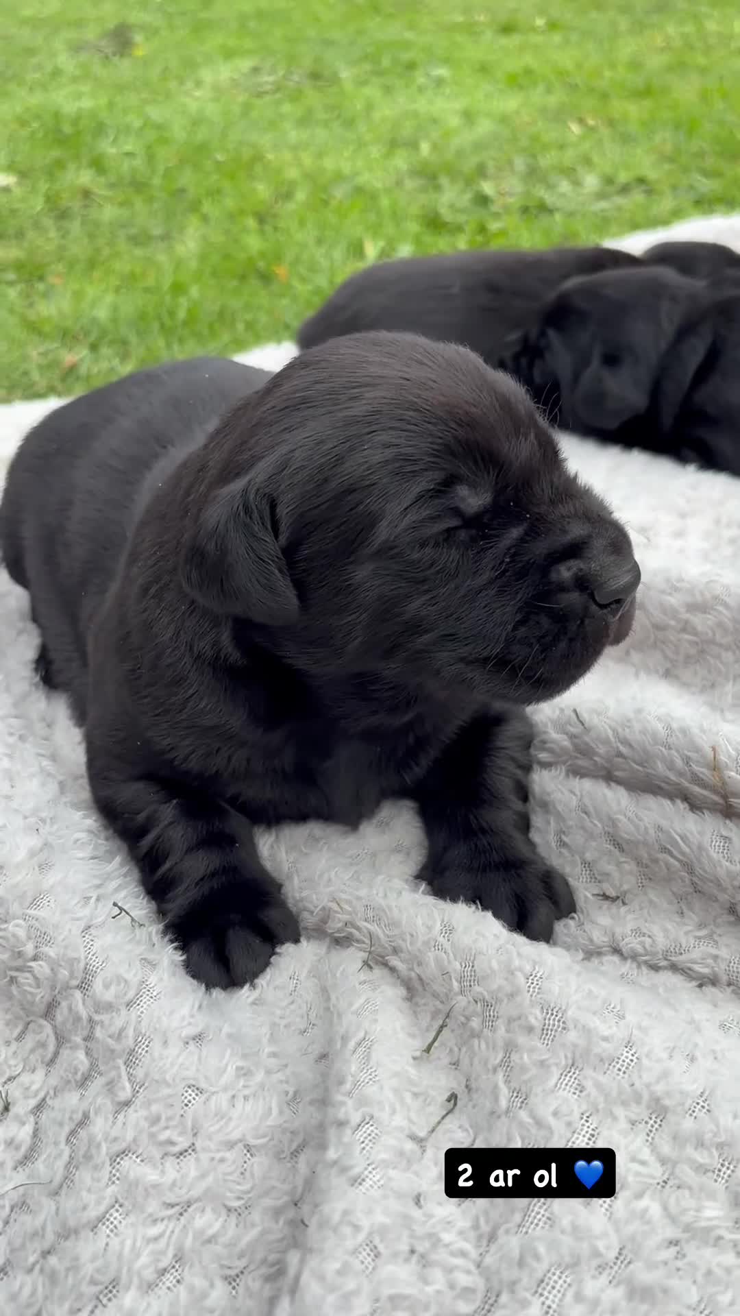 Labrador Retriever dogs for sale: Gamekeeper-bred Labrador puppies available - Video 1