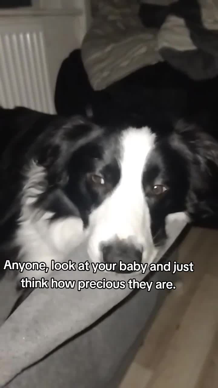 Border Collie dogs for sale: BaileyBoy - Video 2