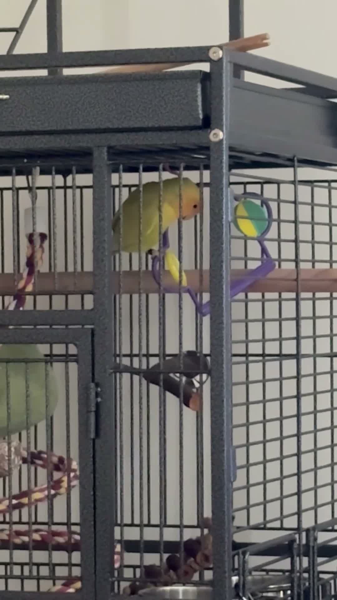 Lovebirds birds for sale: Semi tame Rosy-Faced Lovebird in Stoke-on-Trent - Video 1