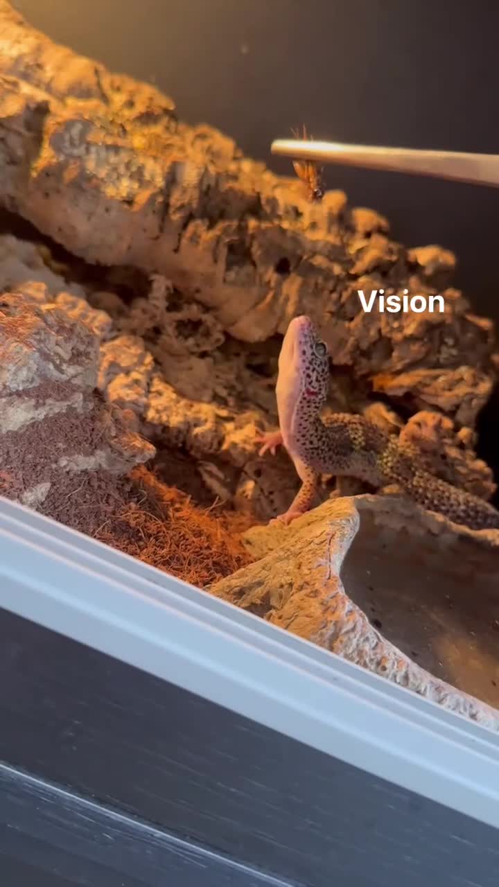 Gecko reptiles for sale: Leopard and crested geckos  in Trowbridge - Video 3