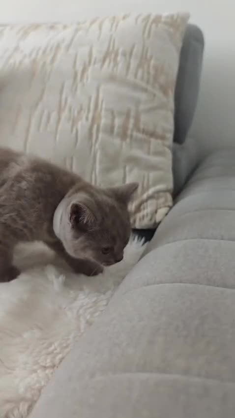 British Shorthair cats for sale: British Shorthair kittens - Video 1