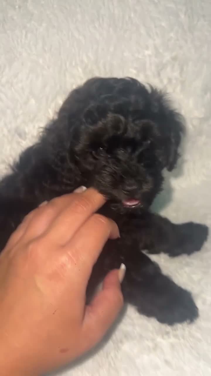 Yorkiepoo dogs for sale: Yorkiepoo pups - Video 3