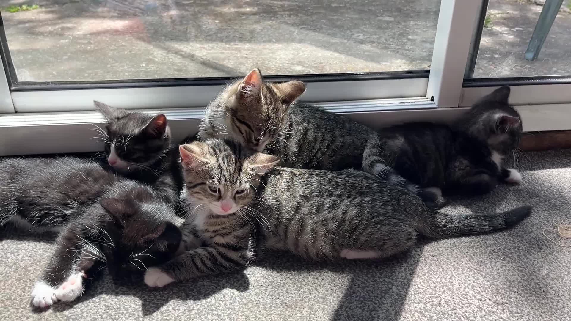 Mixed Breed cats for sale: Beautiful clever kittens in Eastbourne - Video 1