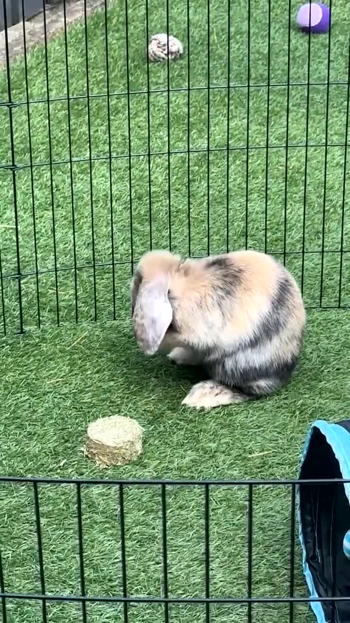 Mini Lop rabbits for sale: Ginger & coco  - Video 3