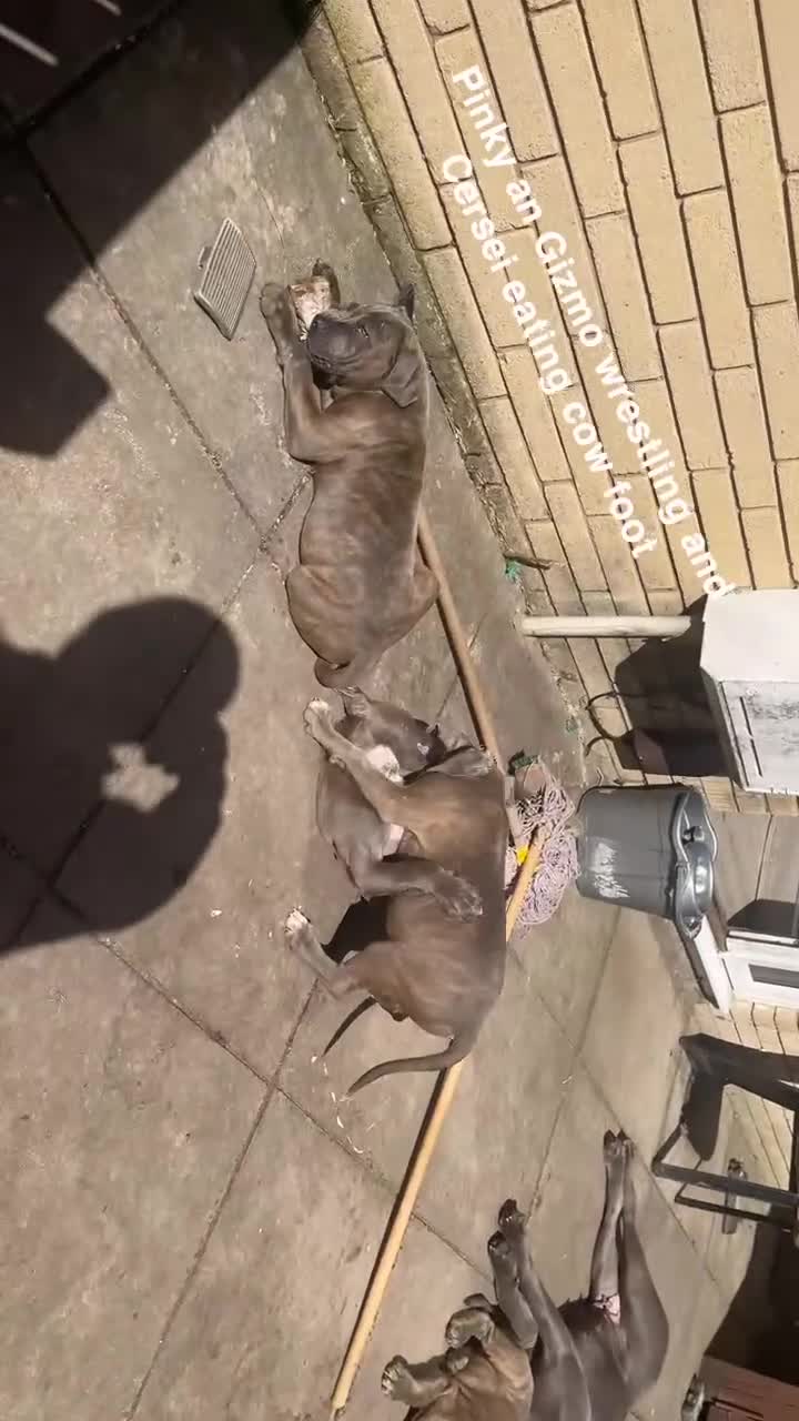 Cane Corso dogs for sale: Turner Hooch puppies Italian Mastiff Cane Corso - Video 1