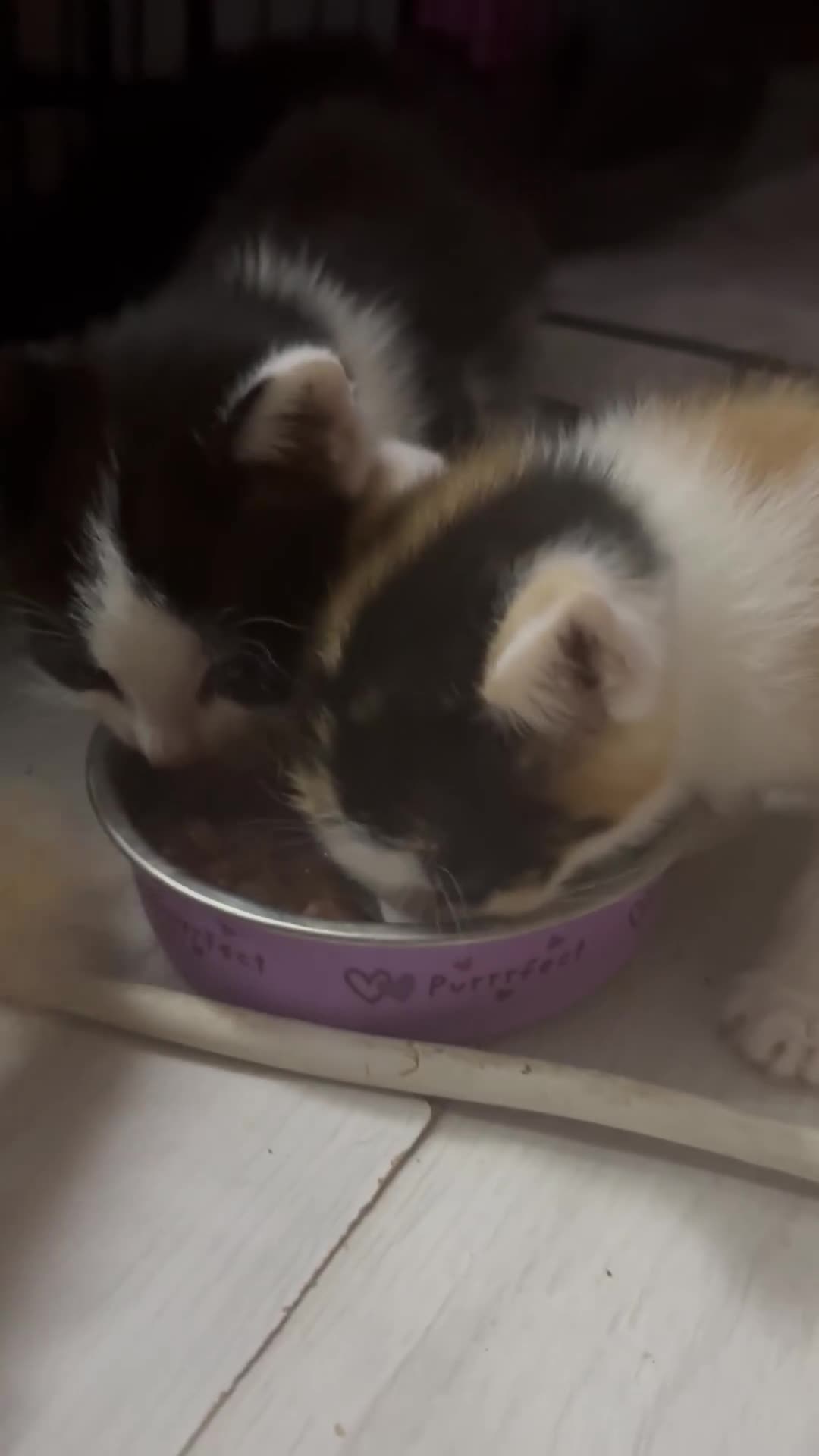 Mixed Breed cats for sale: Only 3 kittens left! - Video 2