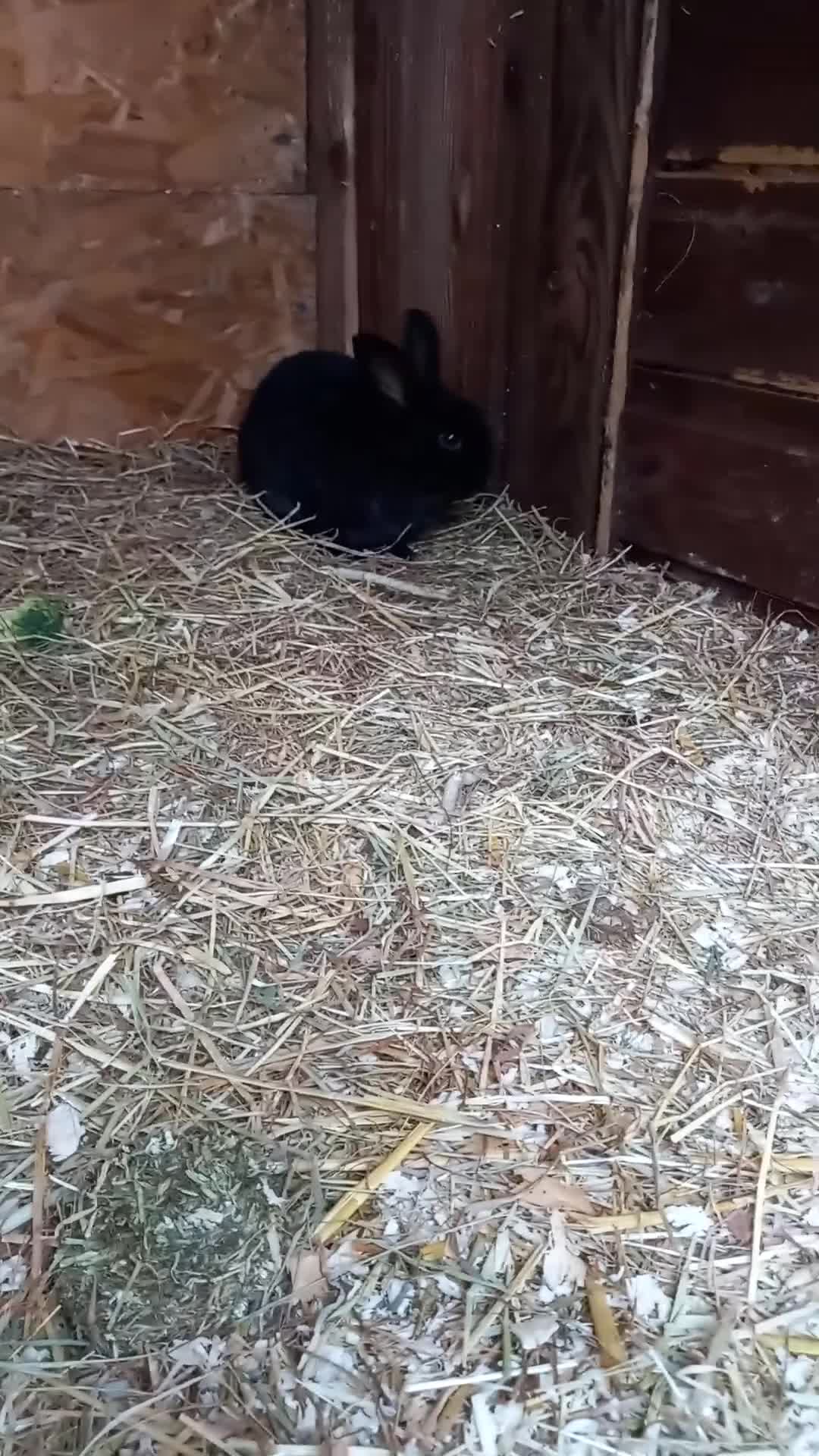 Mini Lop rabbits for sale: Mini plush lops - Video 1