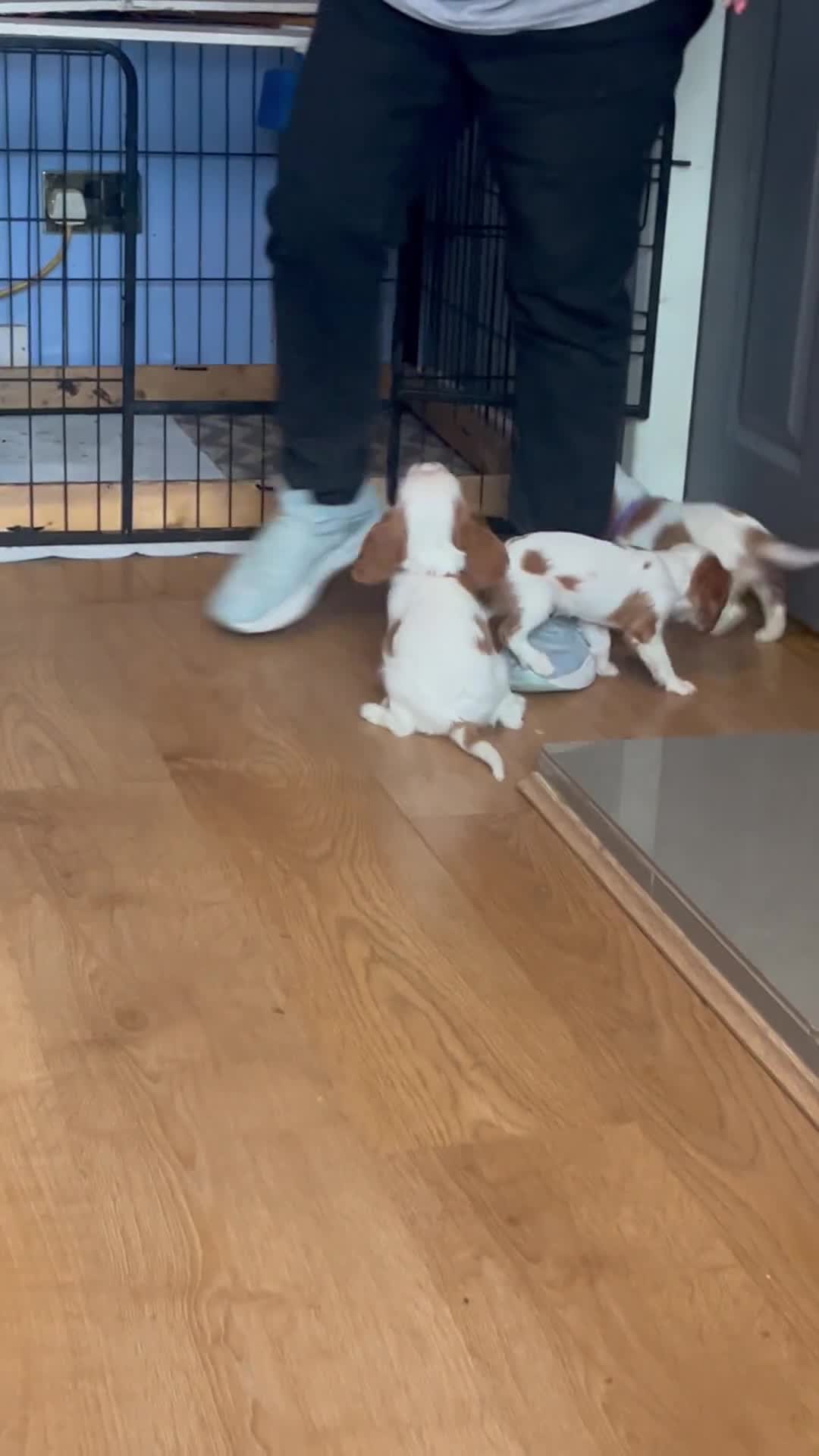 Cavalier King Charles Spaniel dogs for sale: Kc register King Charles puppies. - Video 1