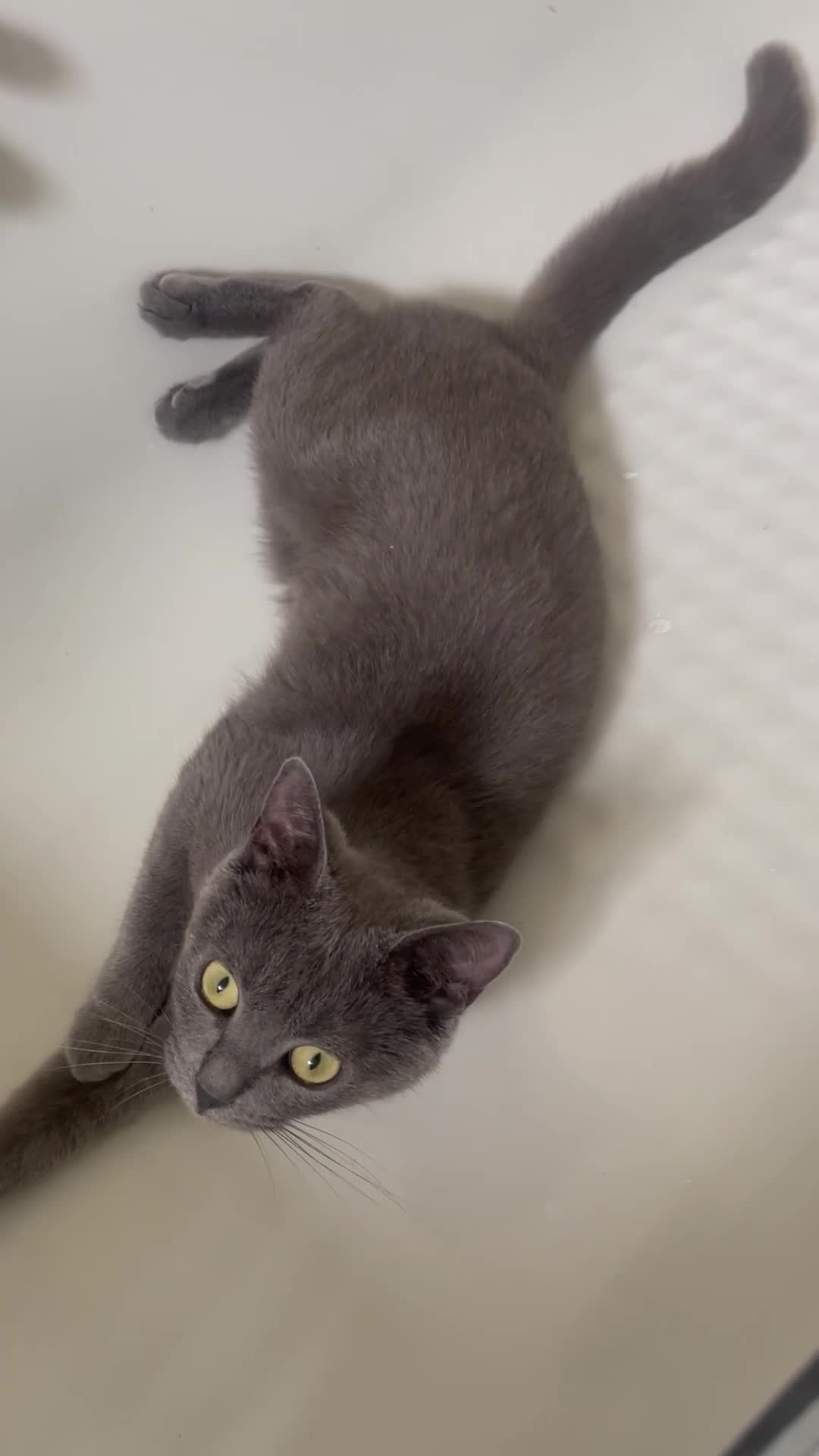 British Shorthair cats for sale: Beautiful British Shorthair🤍 in Rowley Regis - Video 1