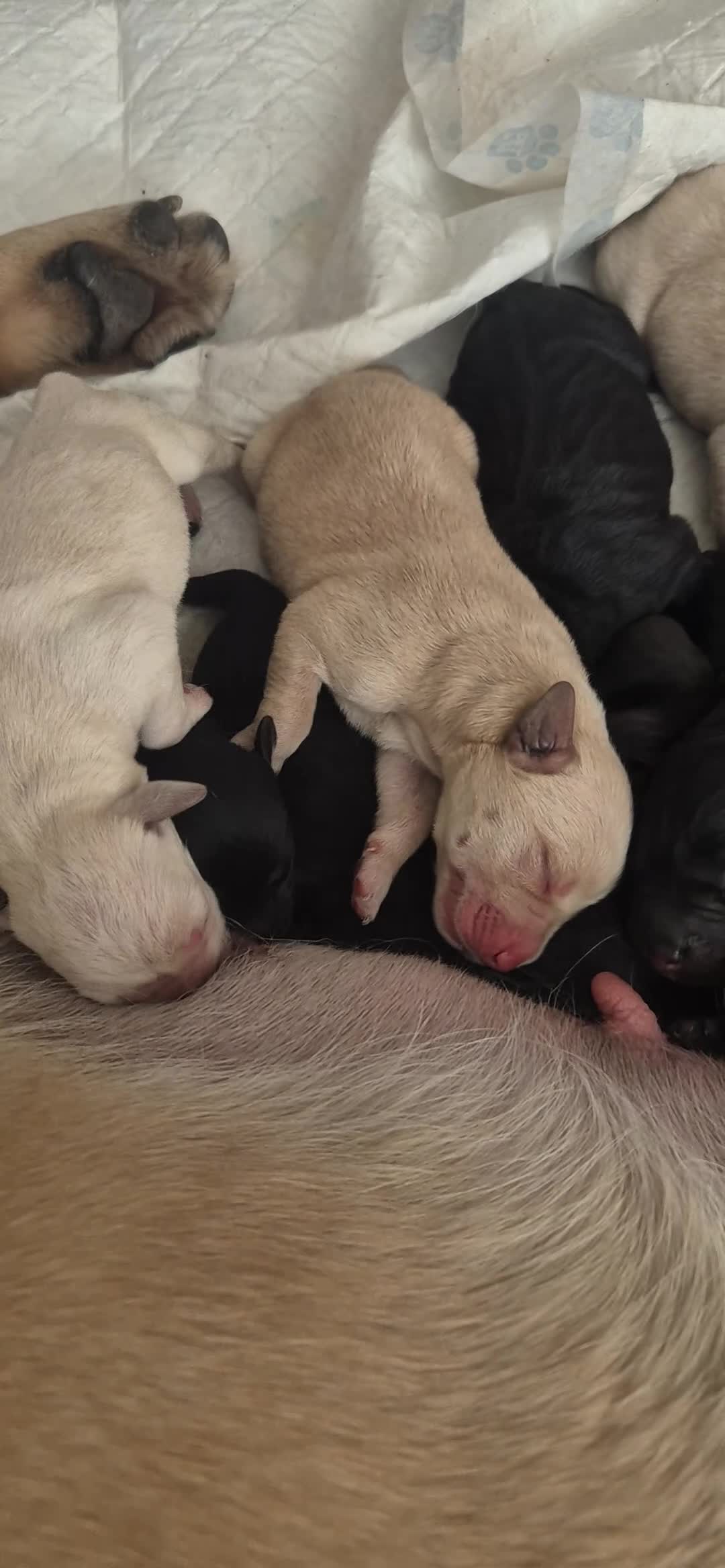 Labrador Retriever dogs for sale: Labrador puppies in Sunderland - Video 1