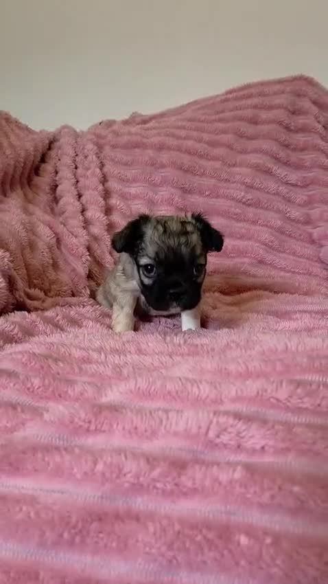French Bulldog dogs for sale: Adorable fluffy floodle french bulldogs - Video 3