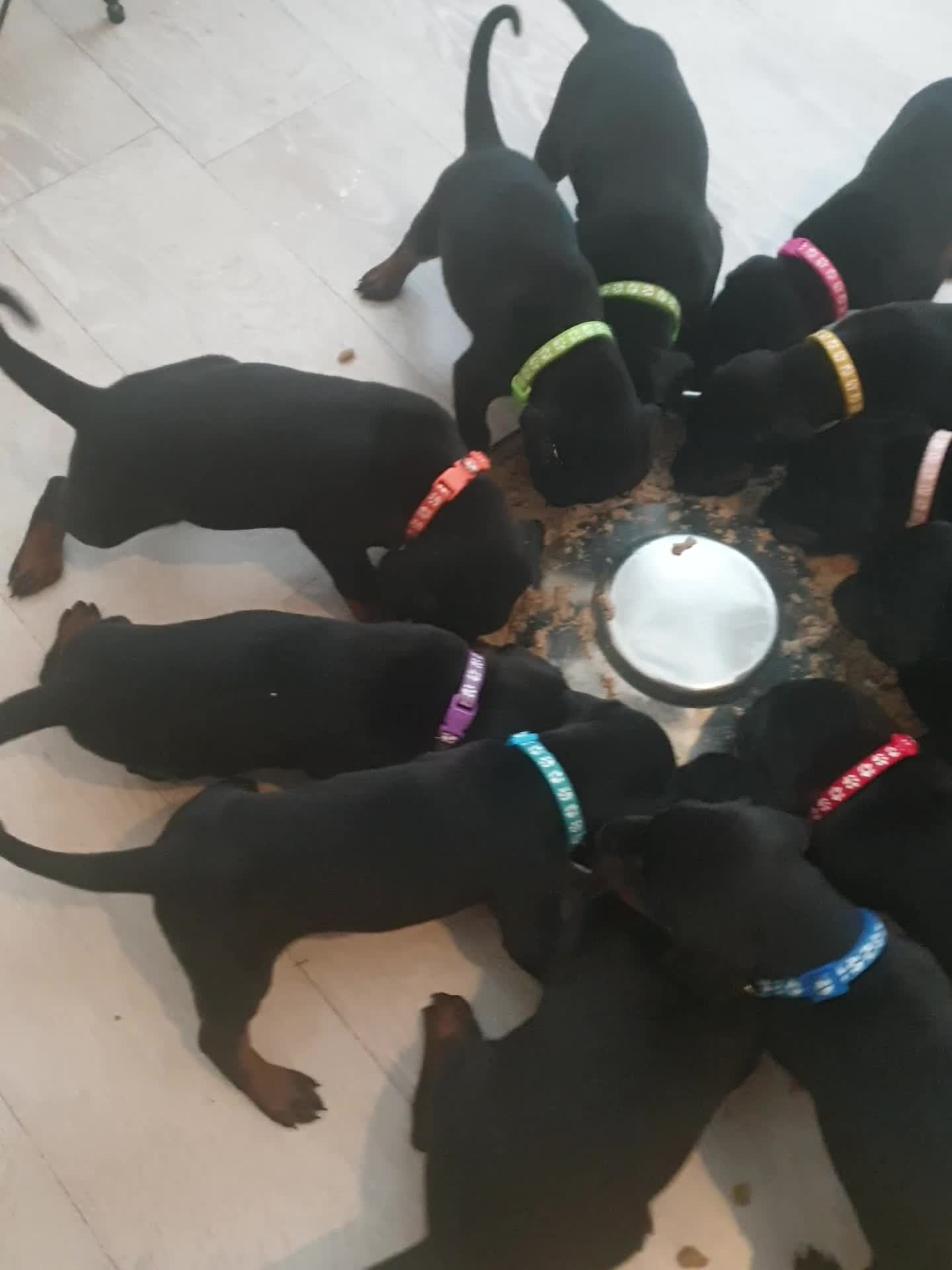 Dobermann dogs for sale: ☆☆Ready to leave Today  Black Doberman Puppies☆☆ - Video 2