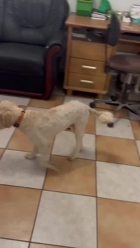 Tibetan Terrier dogs for adoption: Sweet Barney looking for LOVE - Video 1