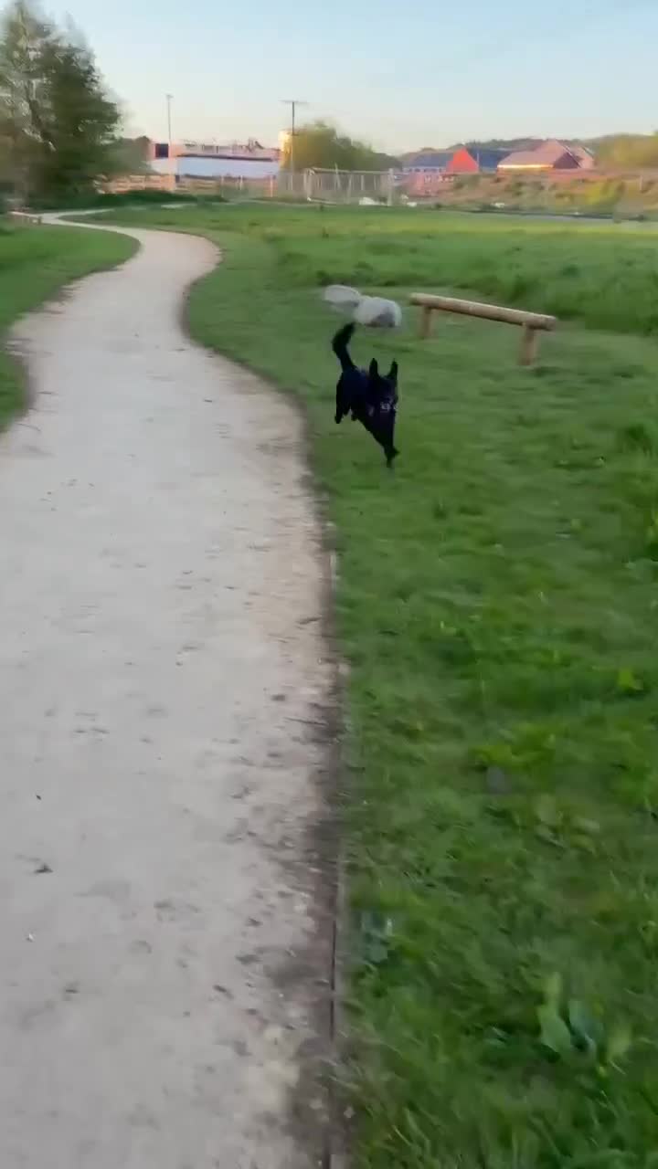 Mixed Breed dogs for adoption: 🐾 Buddy: Adventure dog, cuddle expert ❤️ in Ledbury - Video 1