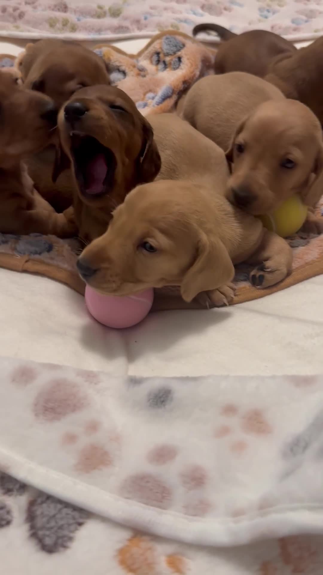 Miniature Dachshund dogs for sale: 🐾 ONLY ONE GIRL LEFT! TINI MINI DACHSHUND 🐾 in Sudbury - Video 1