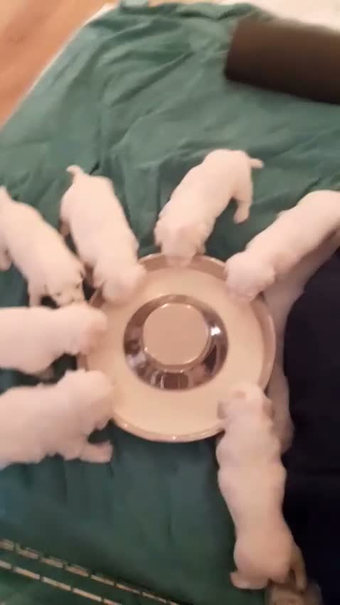 Coton De Tulear dogs for sale: Beautiful Full Coton de Tuléar Puppies in Banff - Video 2
