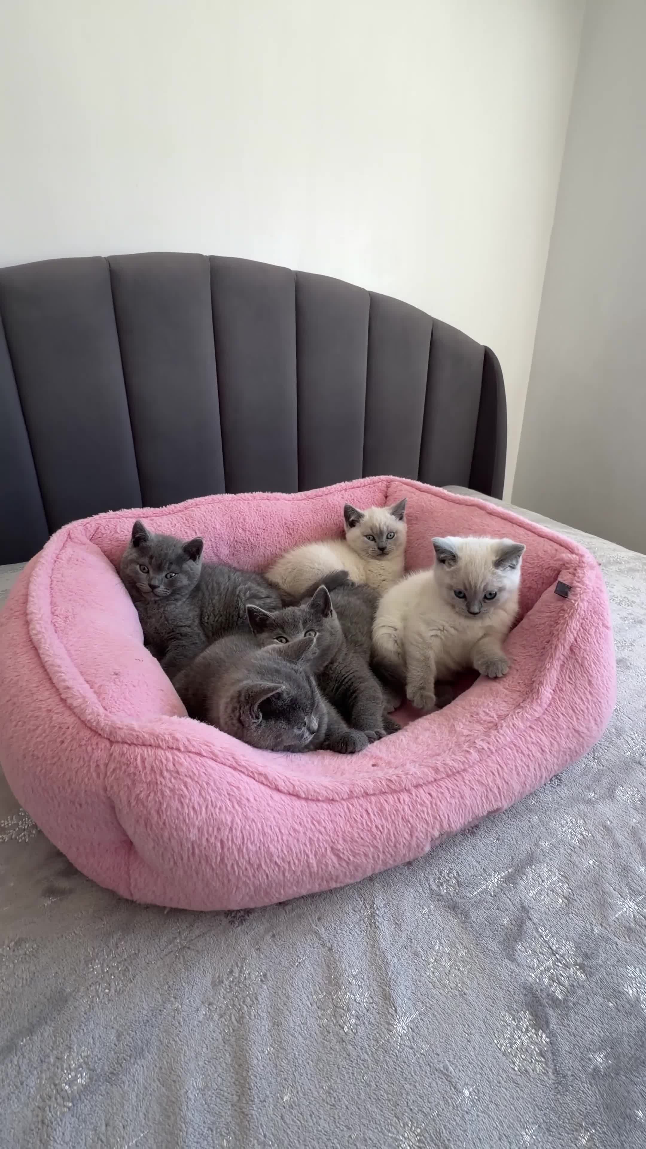 British Shorthair cats for sale: British shorthair kittens - Video 1