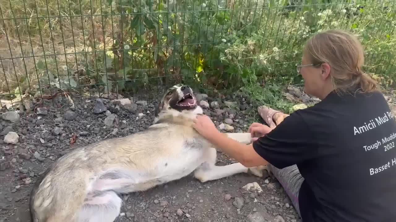 Mixed Breed dogs for adoption: Beautiful Big Girl Blanca  - Video 1