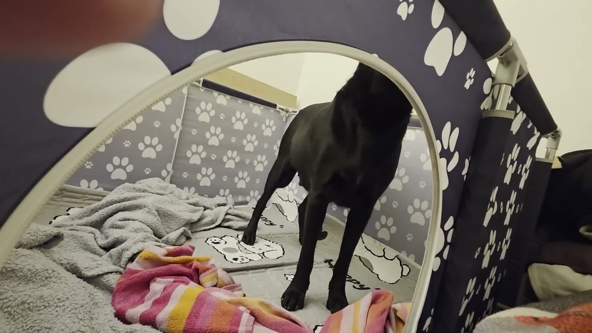 Mixed Breed dogs for sale: Merle French bulldog x labrador x - Video 2