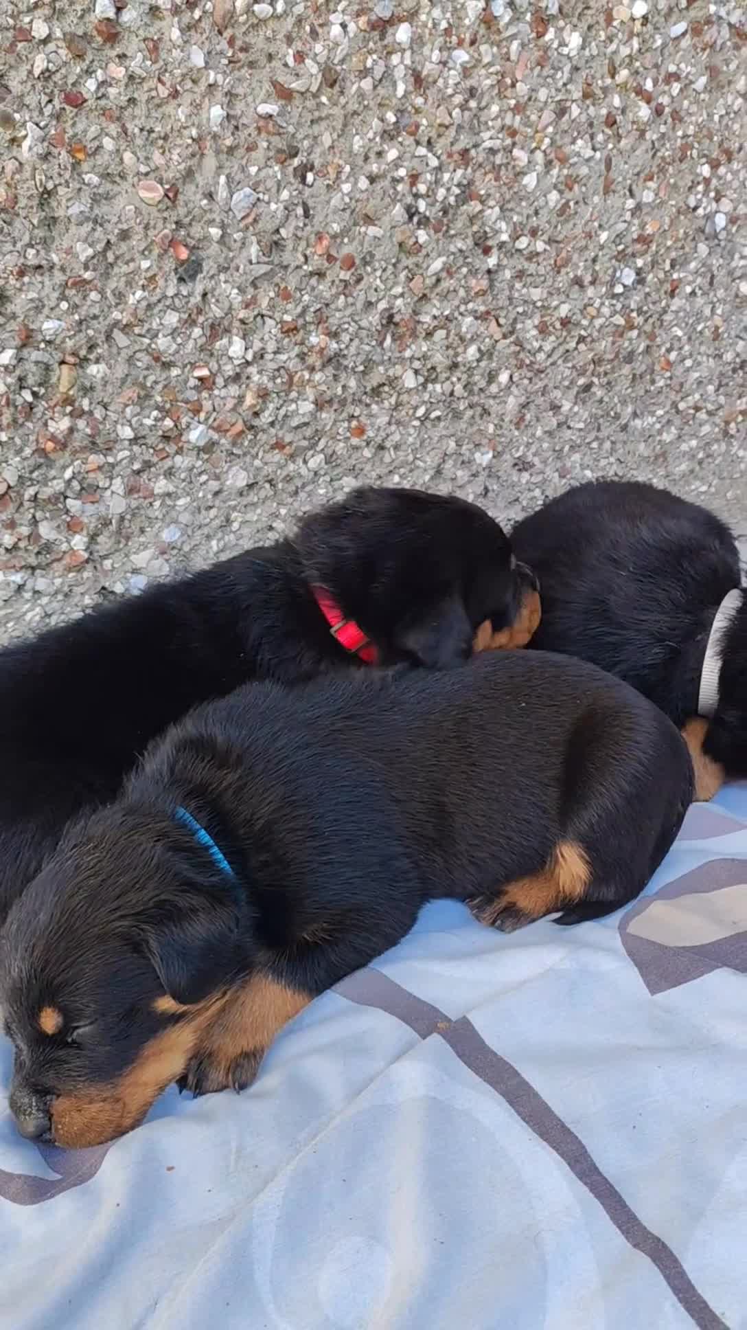 Rottweiler dogs for sale: Rottweiler puppies  - Video 4