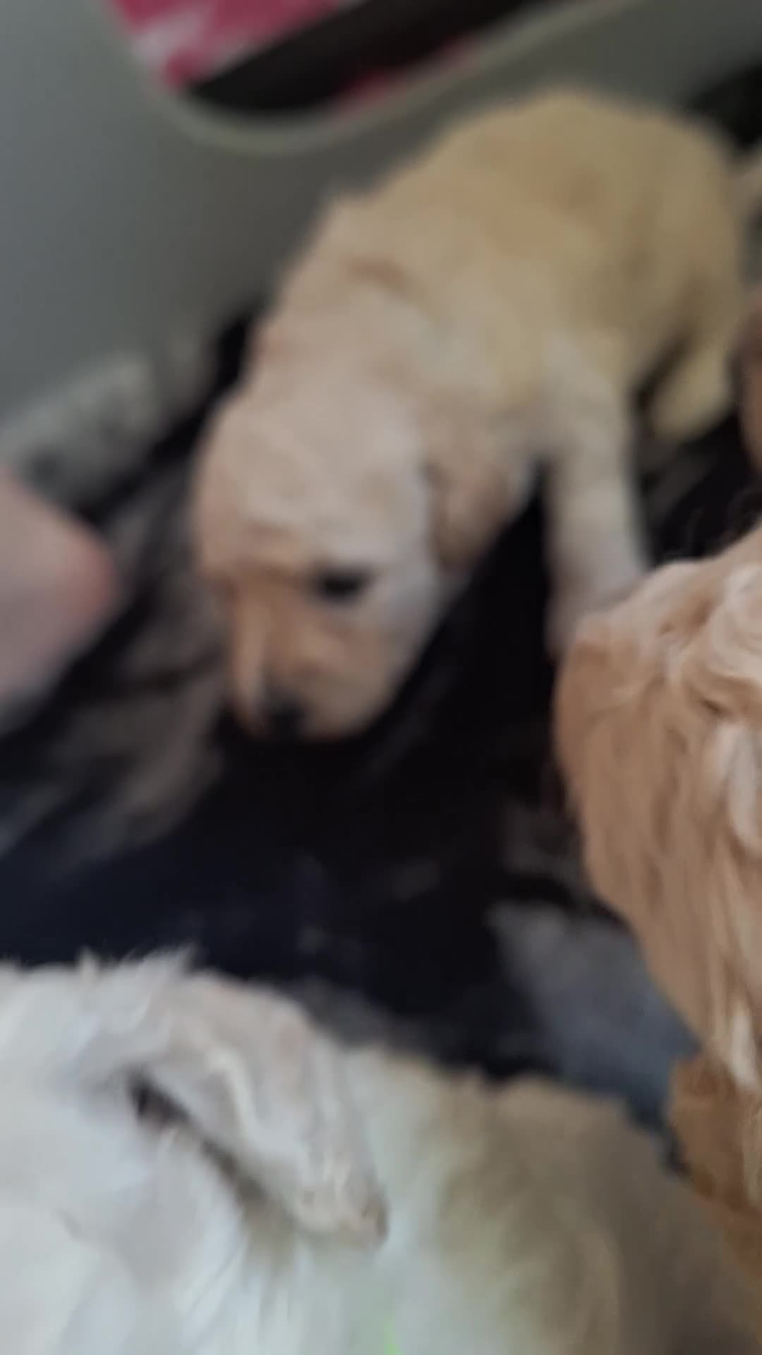 Poochon dogs for sale: Poochon pups 3 weeks old in Rhyl - Video 1