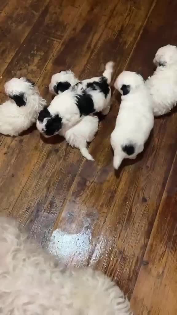 Bichon Frise dogs for sale: Bischon frize - Video 2