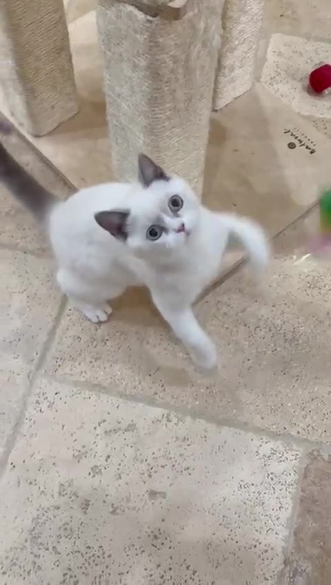 British Shorthair cats for sale: READY NOW - Lilac, BiColours & Colourpoint  - Video 1
