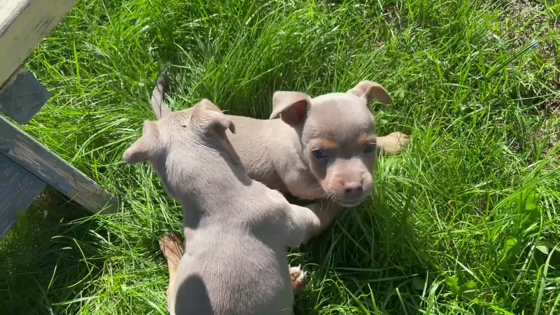 Jack Russell dogs for sale: Ready to leave lilac jack Russell’s  - Video 1