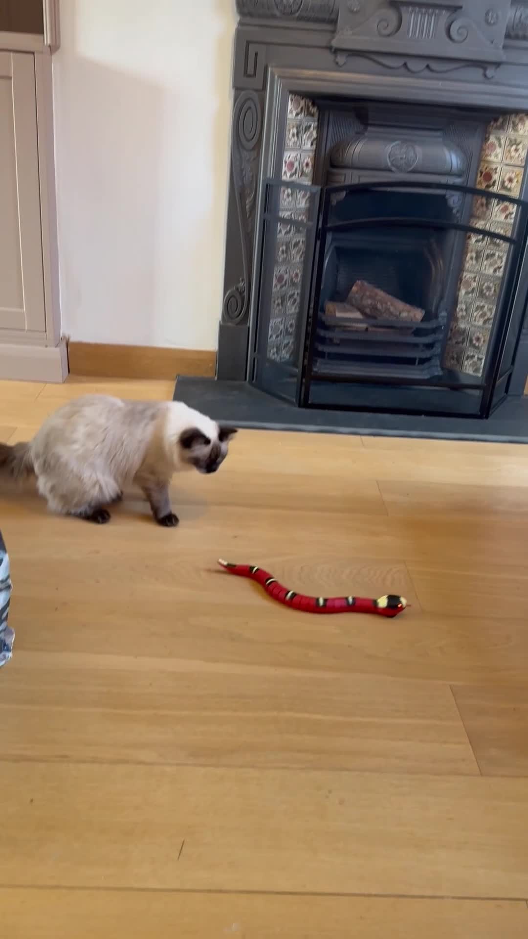 Ragdoll cats for sale: Female Ragdoll one year old  - Video 1