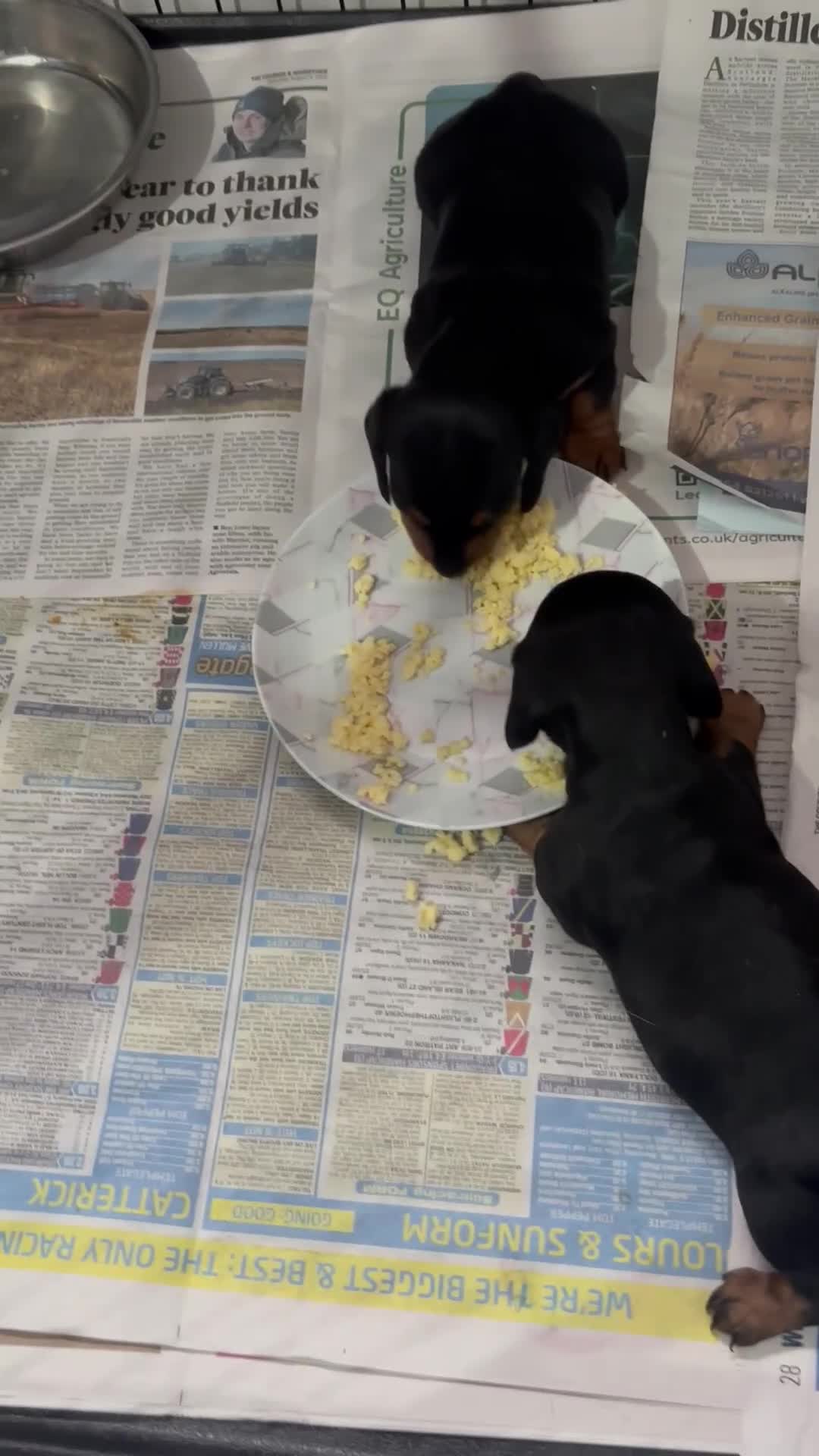 Miniature Dachshund dogs for sale: Mini Smooth Haired Dachshund Puppy  - Video 3