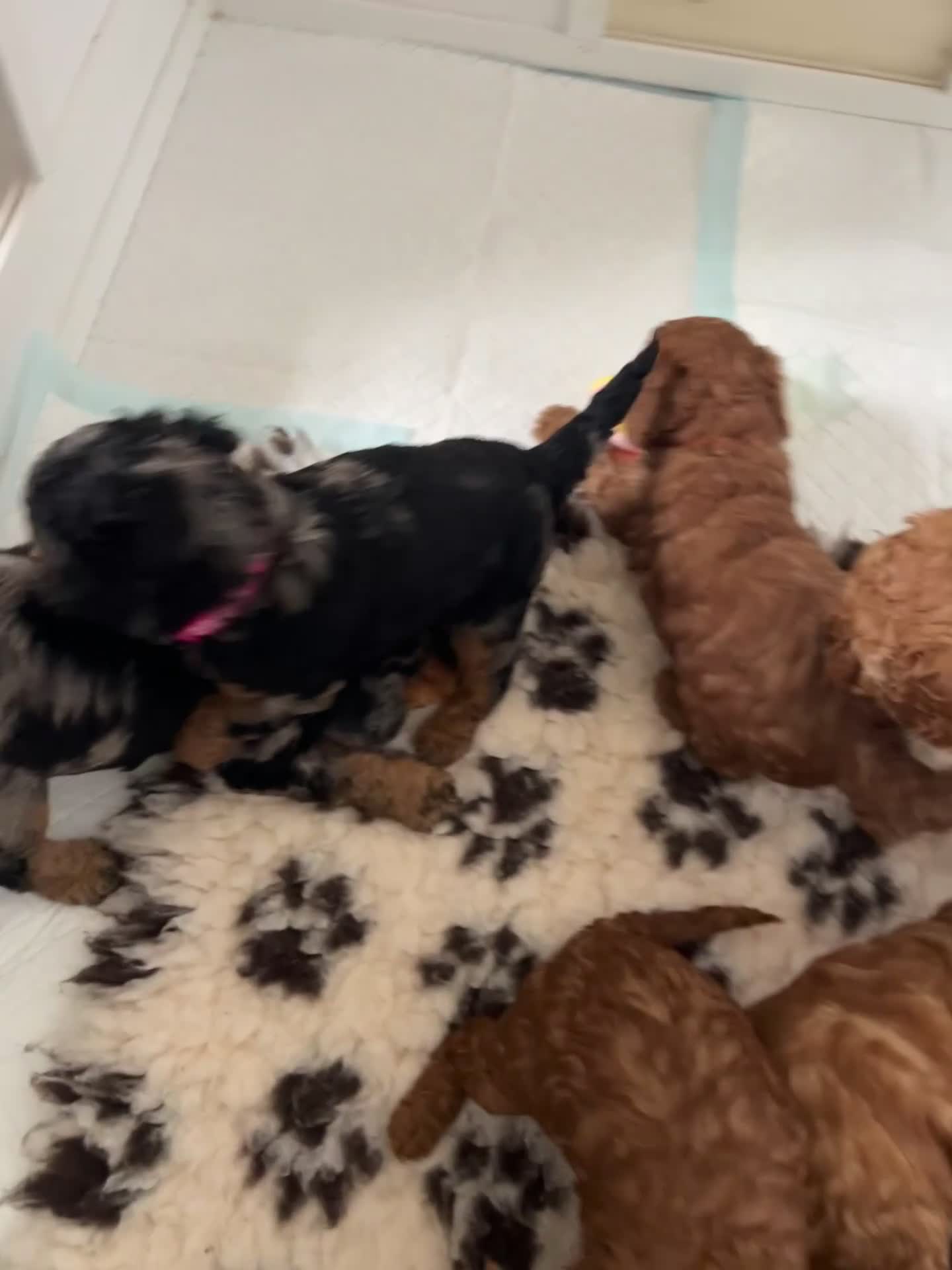 Cavapoo dogs for sale: Cavapoo F1BB puppies  in Grimsby - Video 1