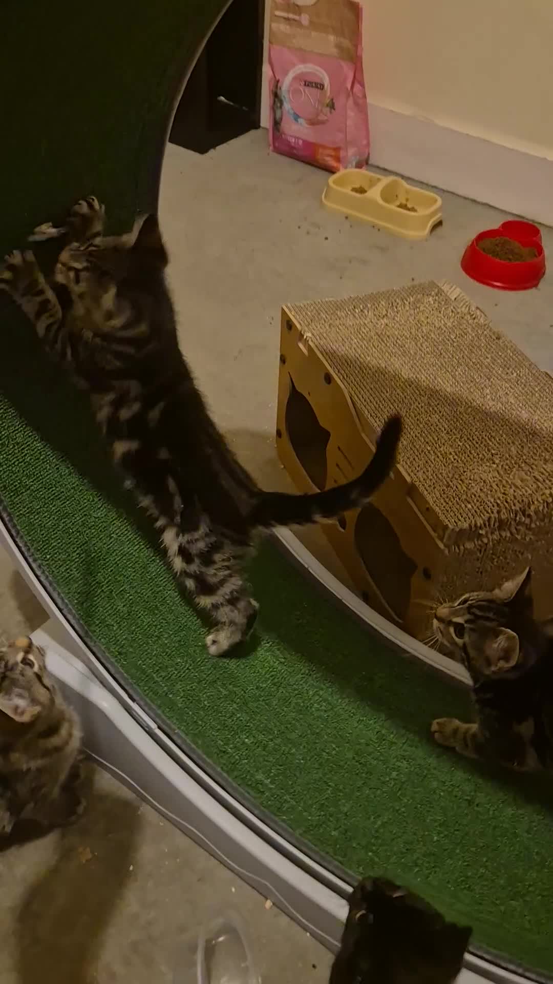 Mixed Breed cats for sale: 5 lovely affectionate kitten looking for home - Video 1