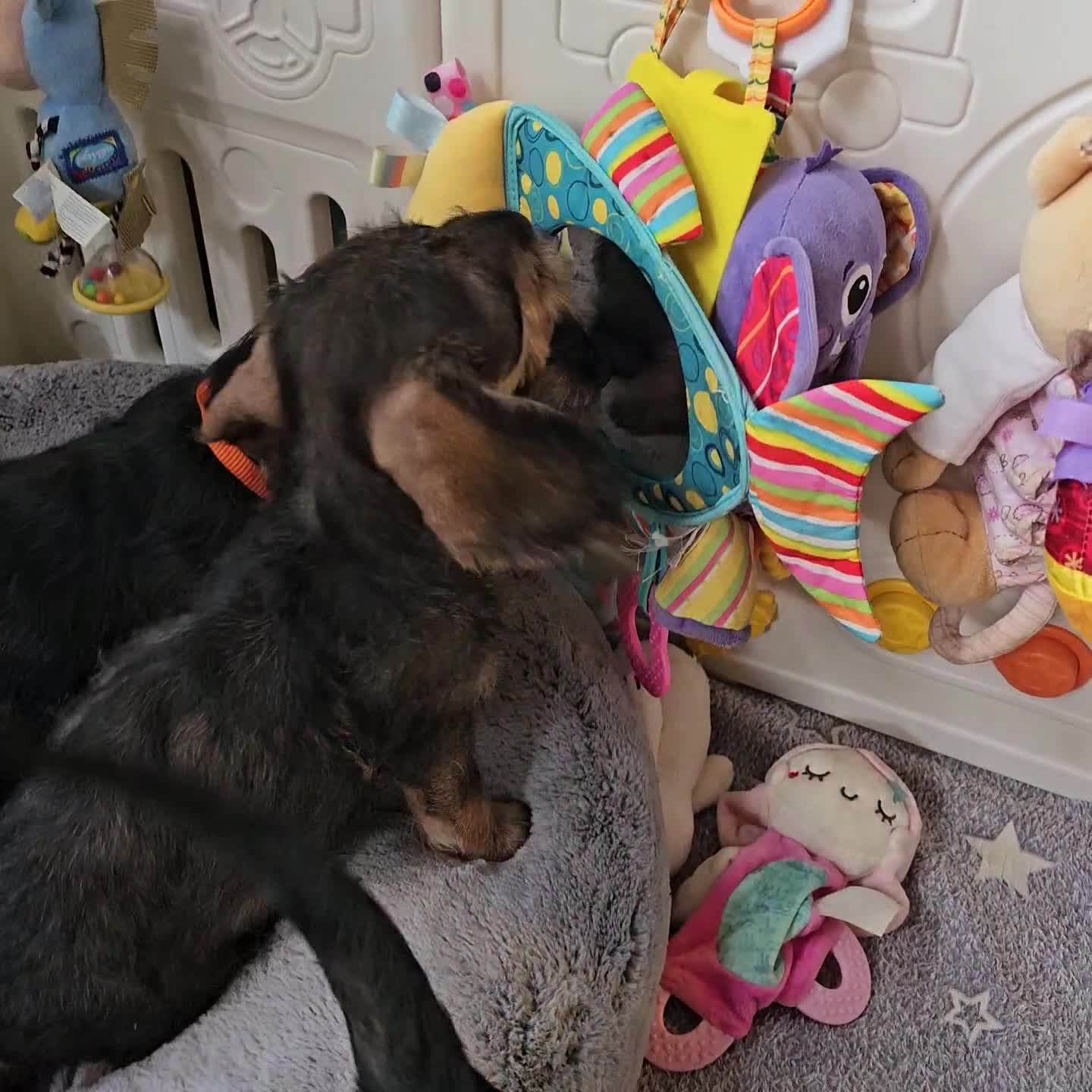 Dachshund dogs for sale: Outstanding Standard Wire haired Dachshund puppies - Video 2
