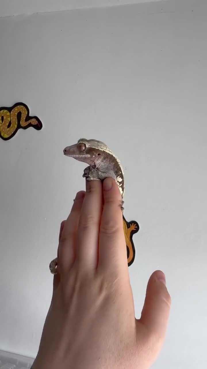 Gecko reptiles for sale: Crested geckos  - Video 1