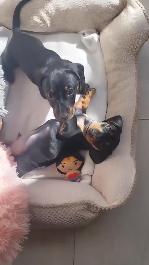 Dachshund dogs for sale: MINIATURE DACHSHUND!Only boy left. - Video 2