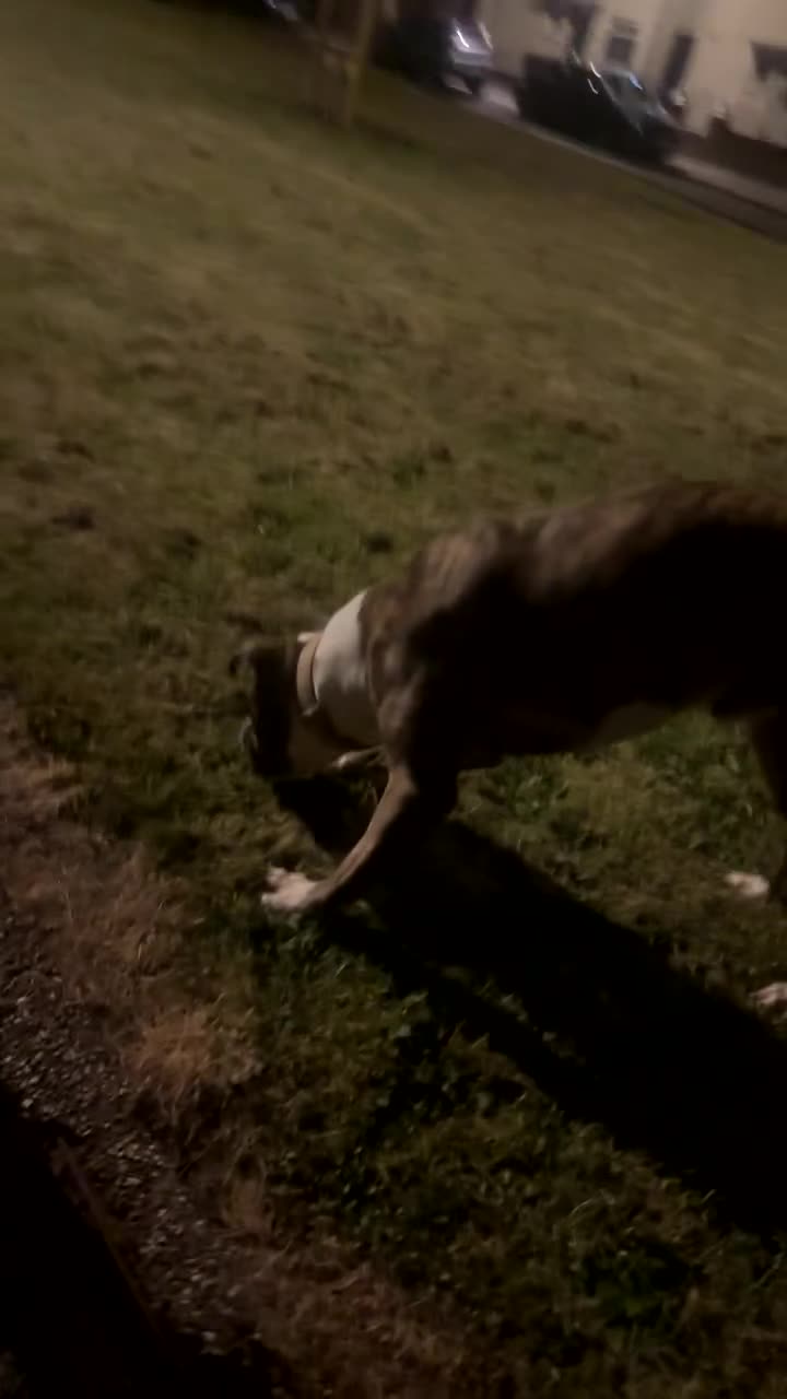 American Bulldog dogs for sale: Tyson in Liverpool - Video 2