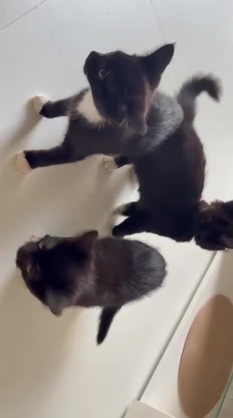 Mixed Breed cats for sale: Kittens in Chelmsford - Video 1