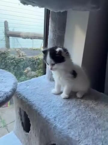 Ragdoll cats for sale: Ragdoll cross Two Female adorable kittens  - Video 1