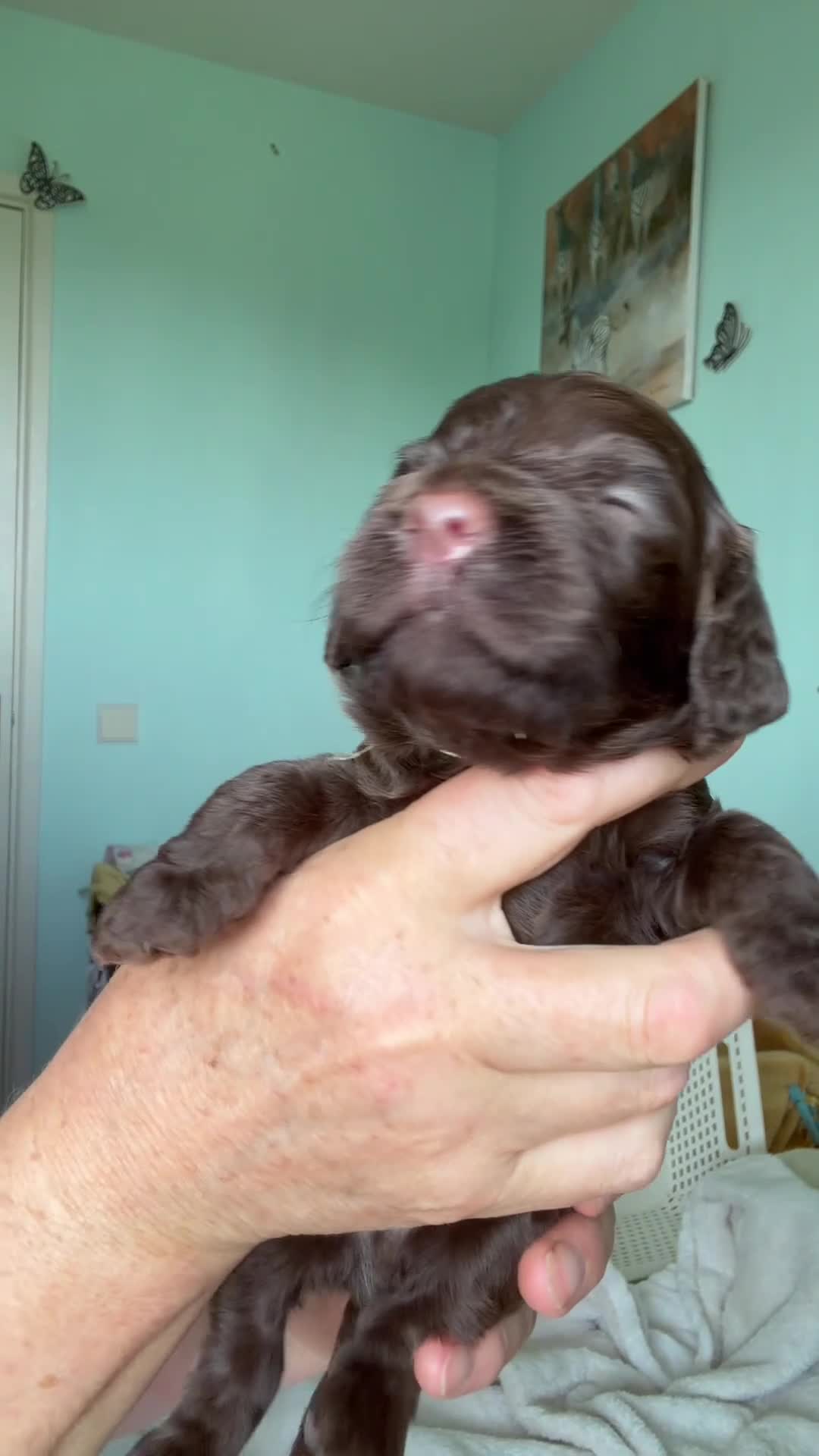 Cockapoo dogs for sale: Cockapoo Puppies in Totnes - Video 2